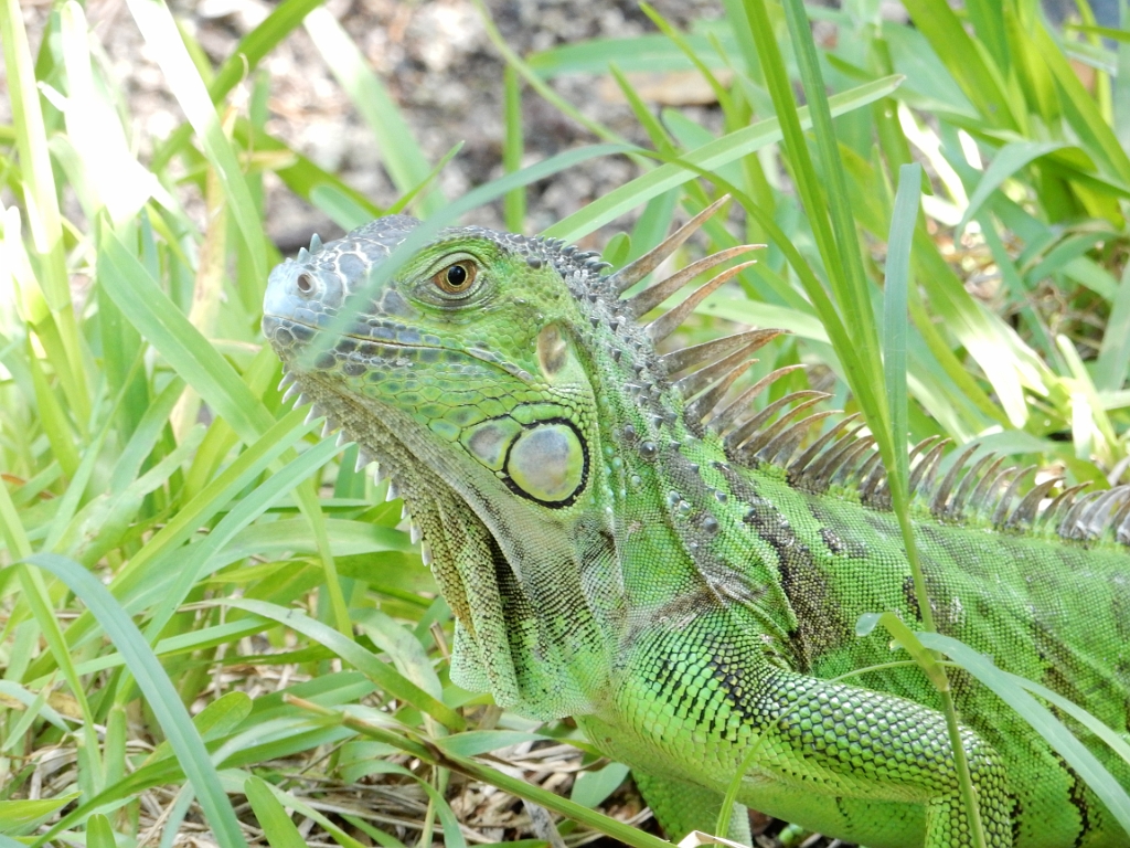 DSCN0153.JPG - Opvangcentrum 