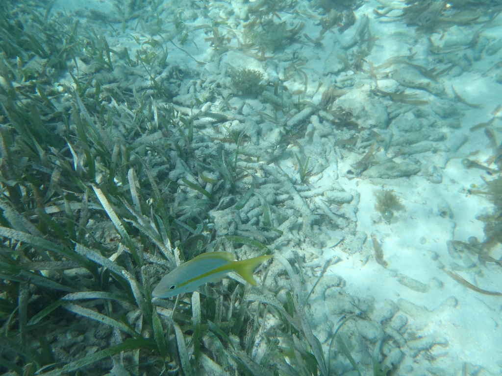PA130002.JPG - Key West Seaplane Adventures - Dry Tortugas National Park