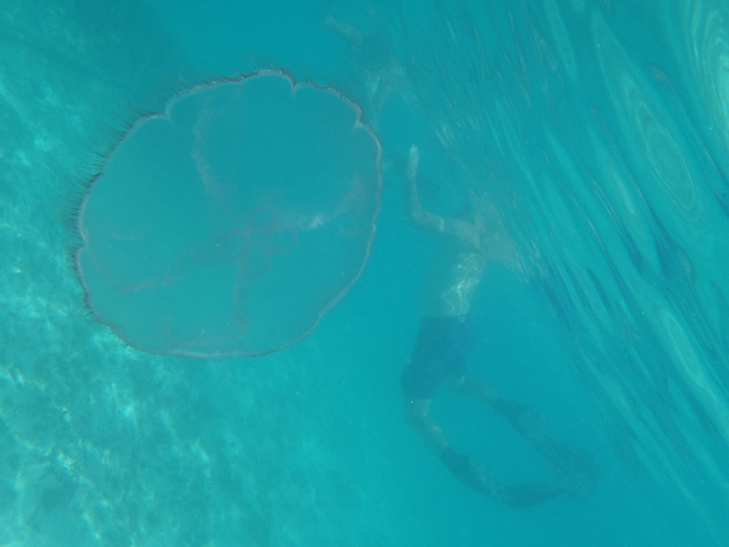 PA130008.JPG - Key West Seaplane Adventures - Dry Tortugas National Park