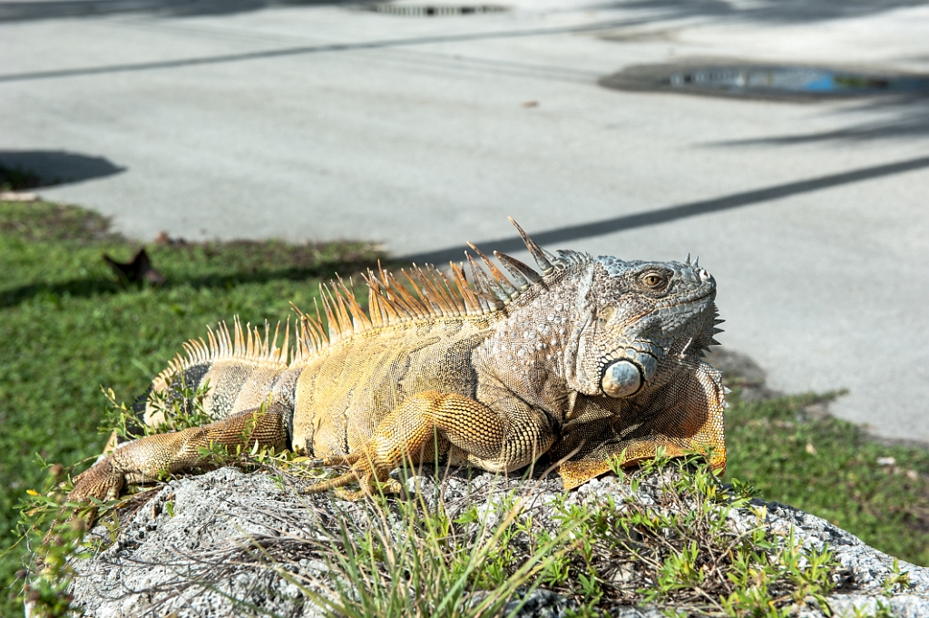 _DSC2684.jpg - Leguaan