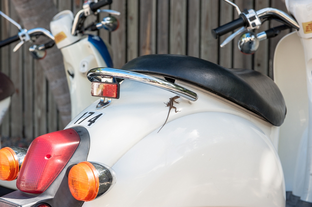 _DSC2686.jpg - Lifter