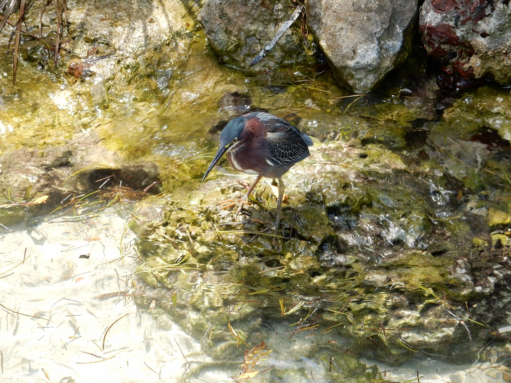 DSCN0486.jpg